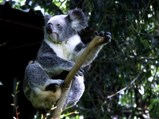 Koala