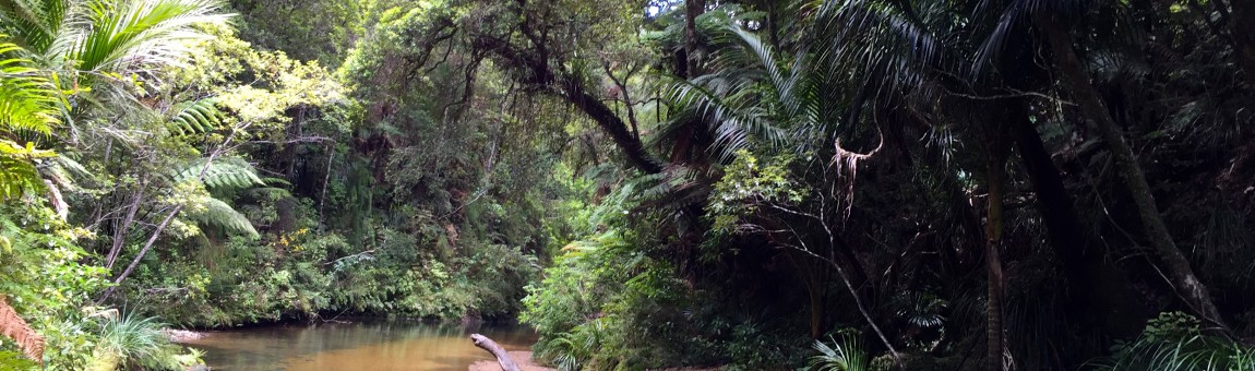 Drama (1/2) aka Hiking Fiasco at Puketi Forest